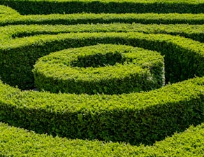 a hedge maze with a shadow