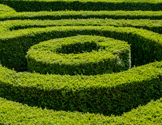 a hedge maze with a shadow
