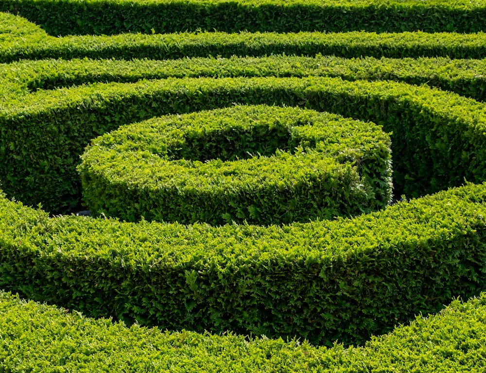 a hedge maze with a shadow
