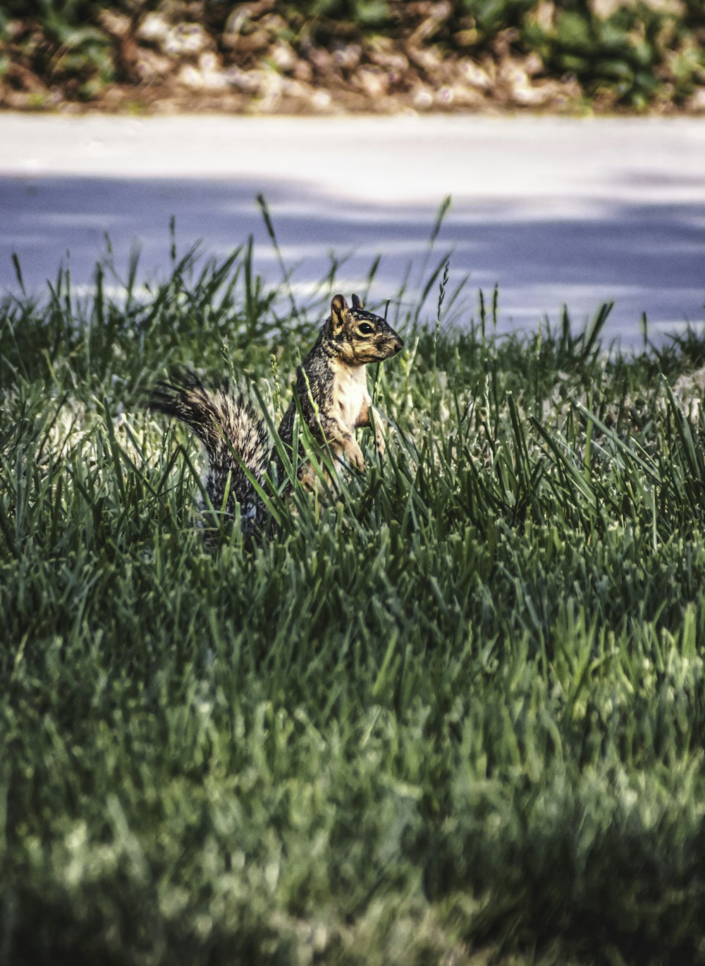 a squirrel in the grass