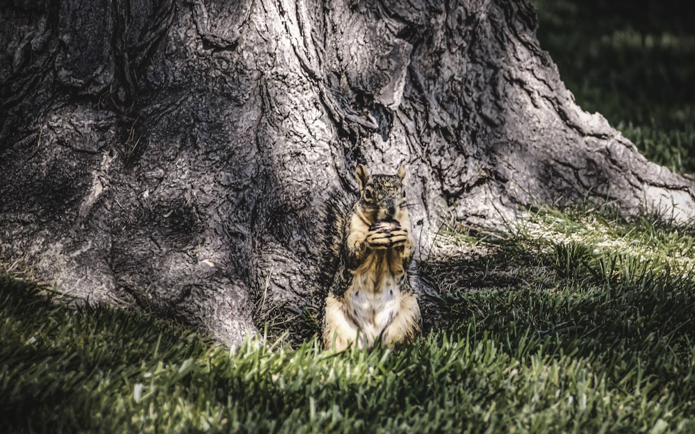 a tiger lying under a tree