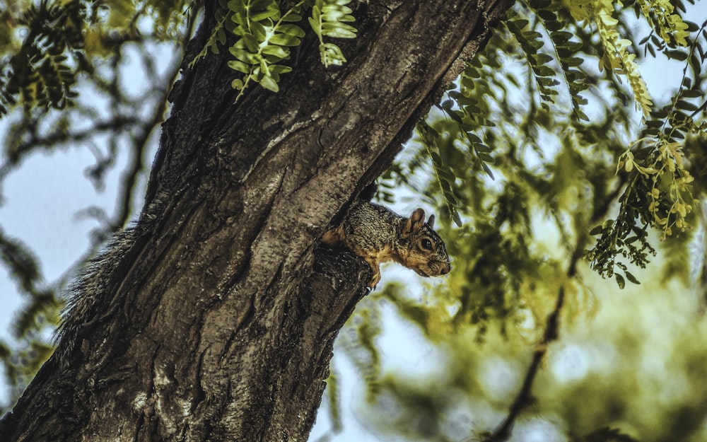 um esquilo em uma árvore
