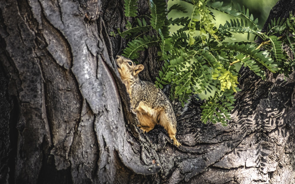 a small animal on a tree