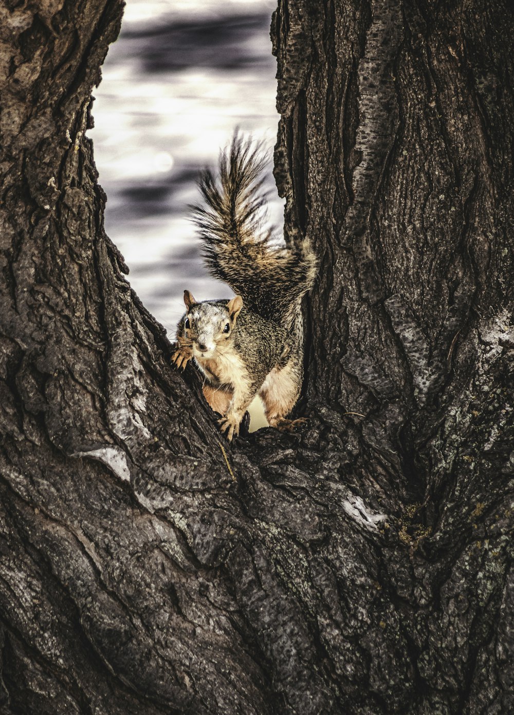 a squirrel on a tree