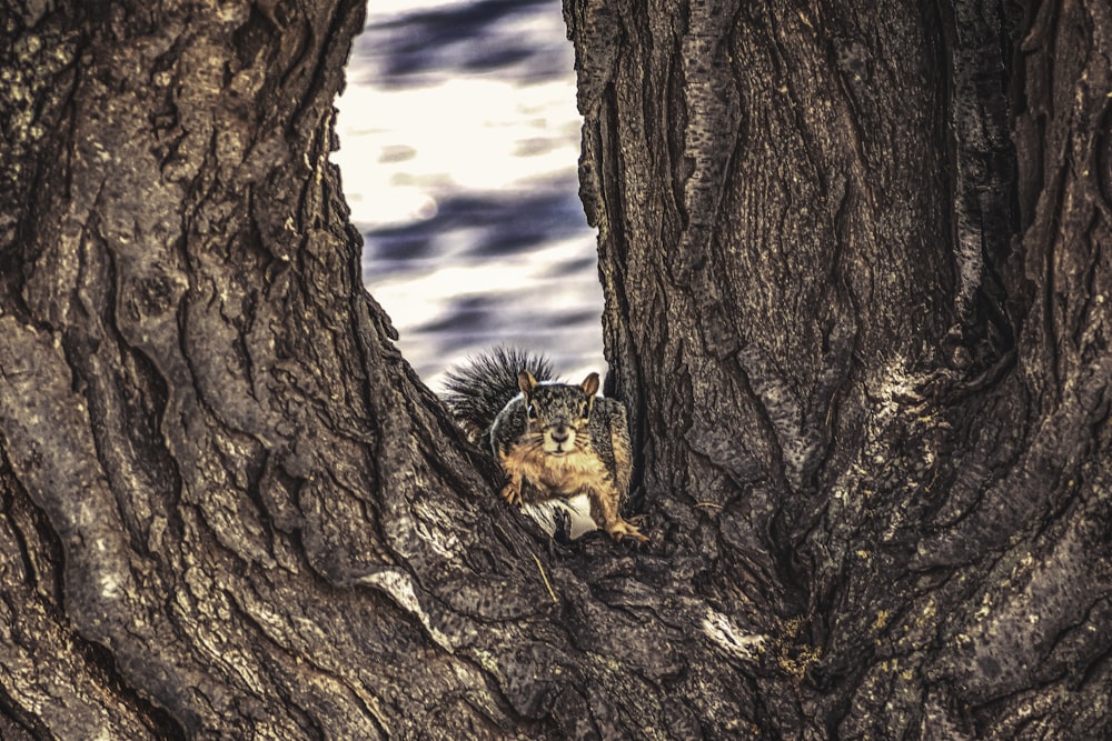 a dog standing on a tree