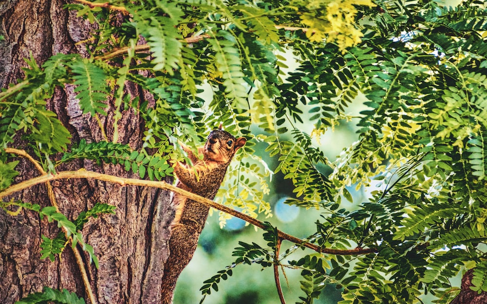 a squirrel on a tree branch