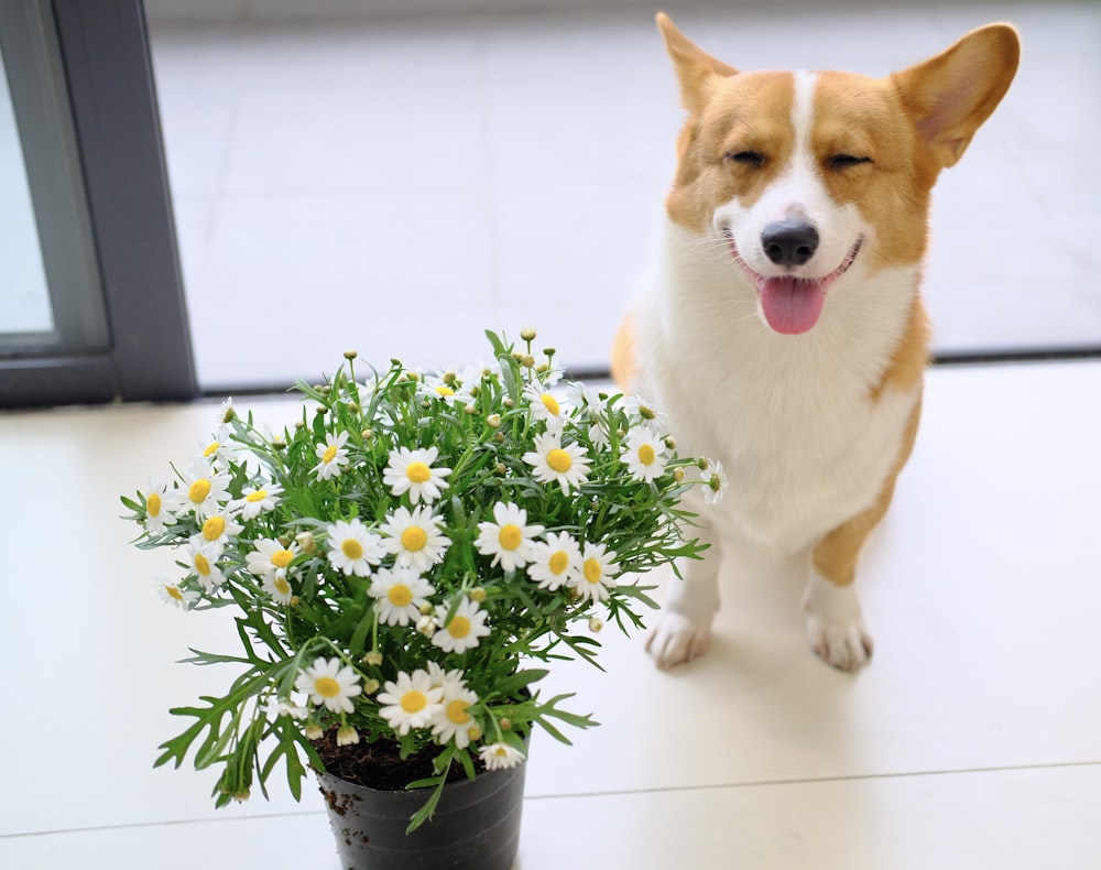 a dog sitting next to a pot of flowers