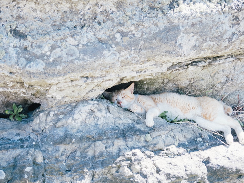 a cat lying on a rock