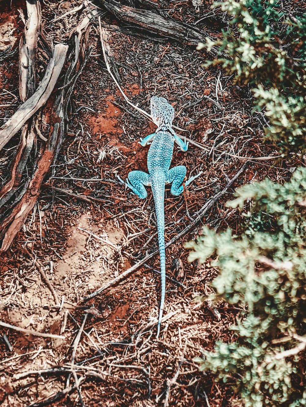 a blue statue in the woods