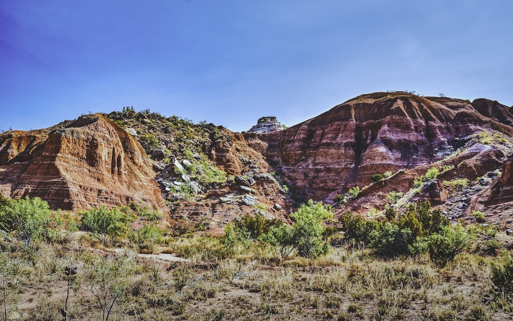 a rocky cliff with trees