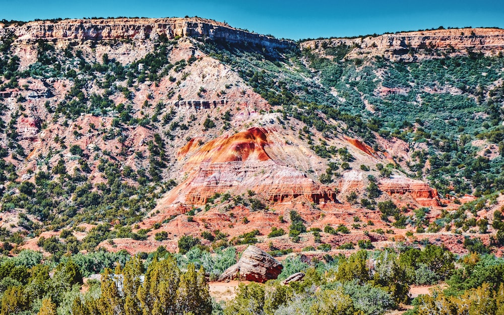 a rocky and forested area