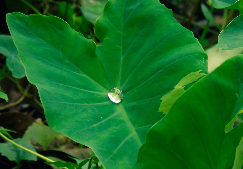 a close up of a leaf