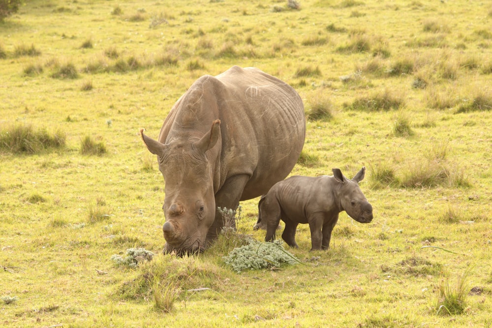 a rhinoceros and a baby rhinoceros in a field