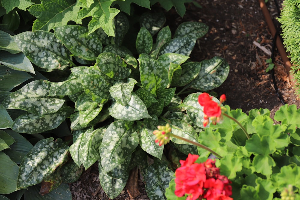 a group of flowers in a garden