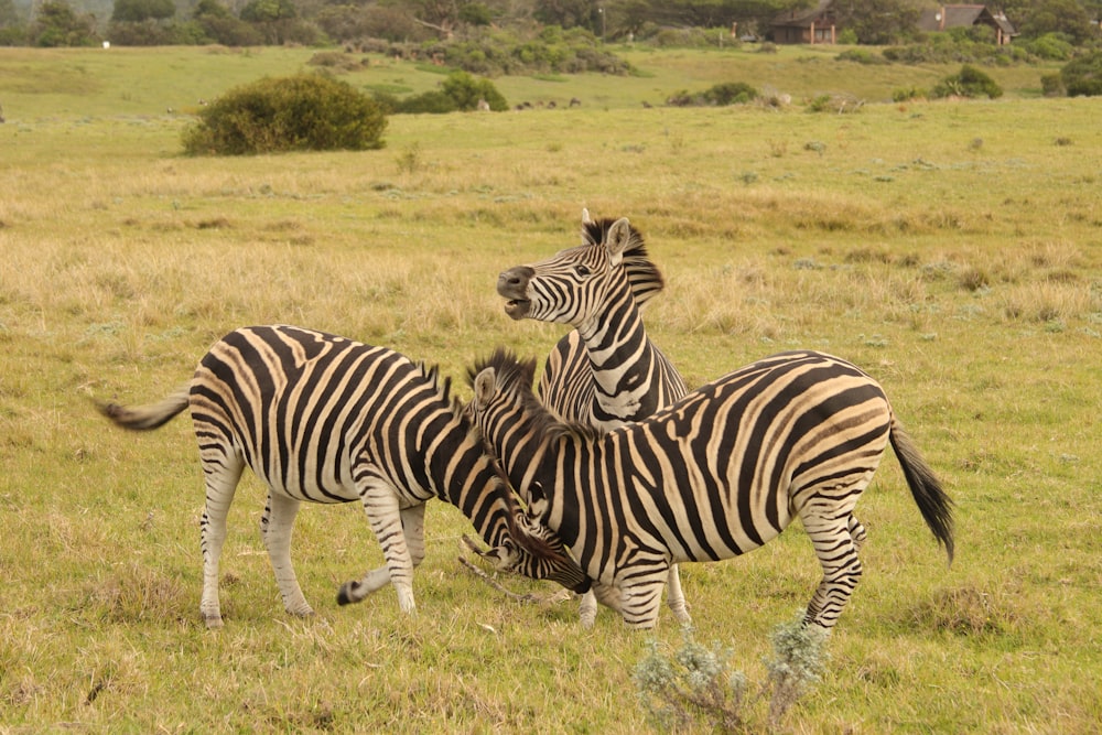 a group of zebras in a field