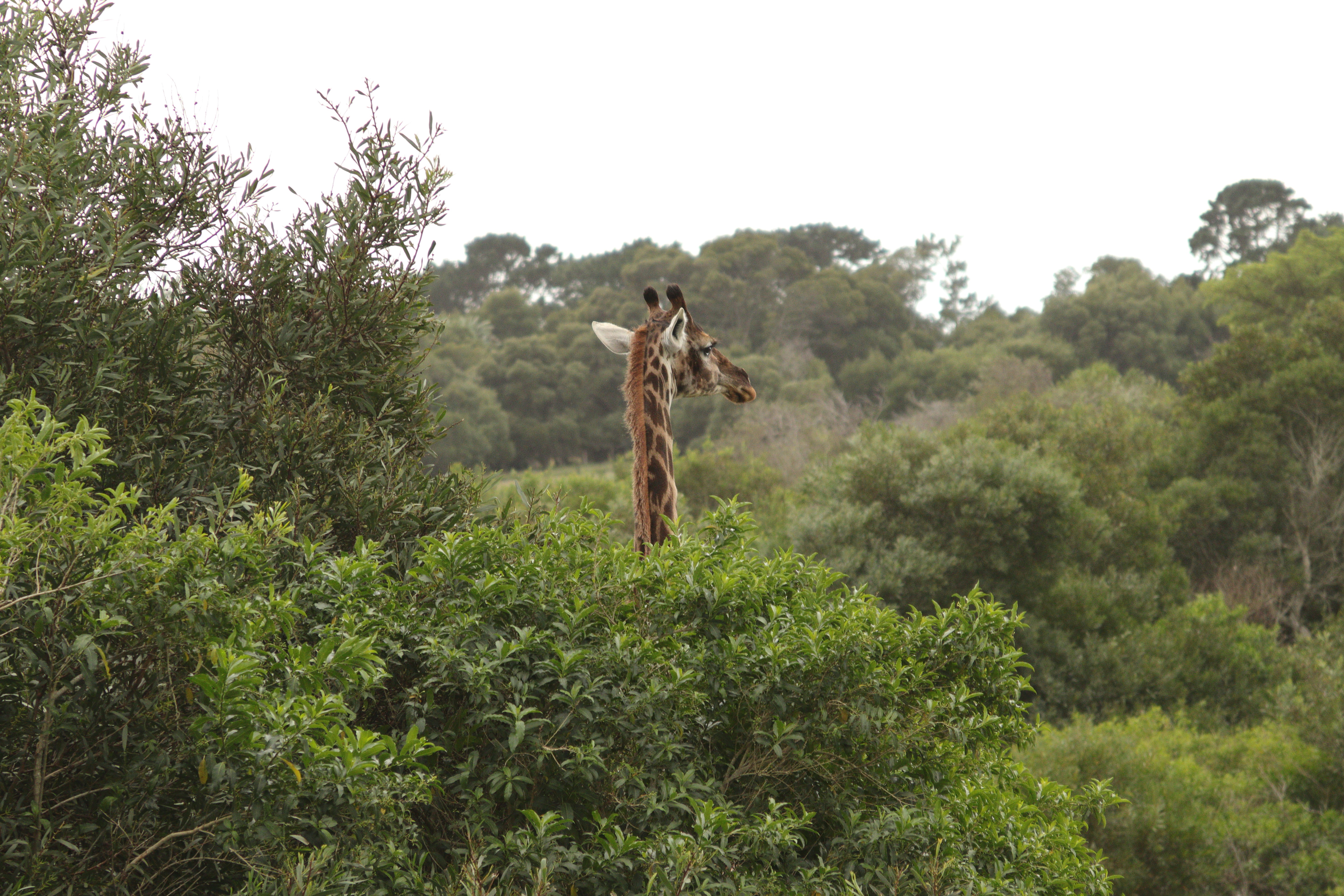 a giraffe in a forest