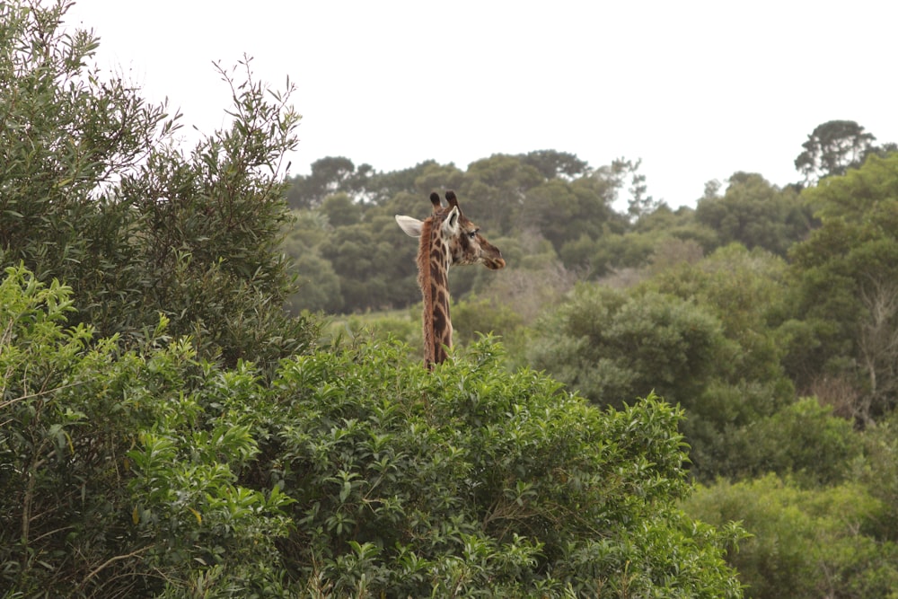 a giraffe in a forest