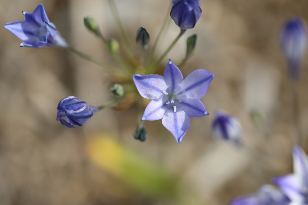 a close up of a flower