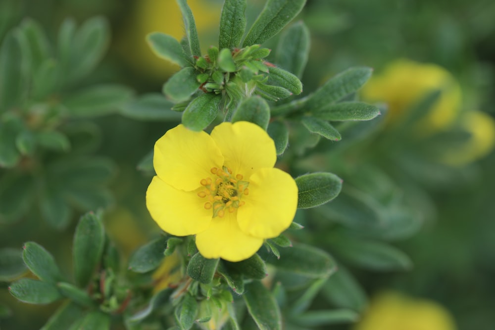 a yellow flower on a plant