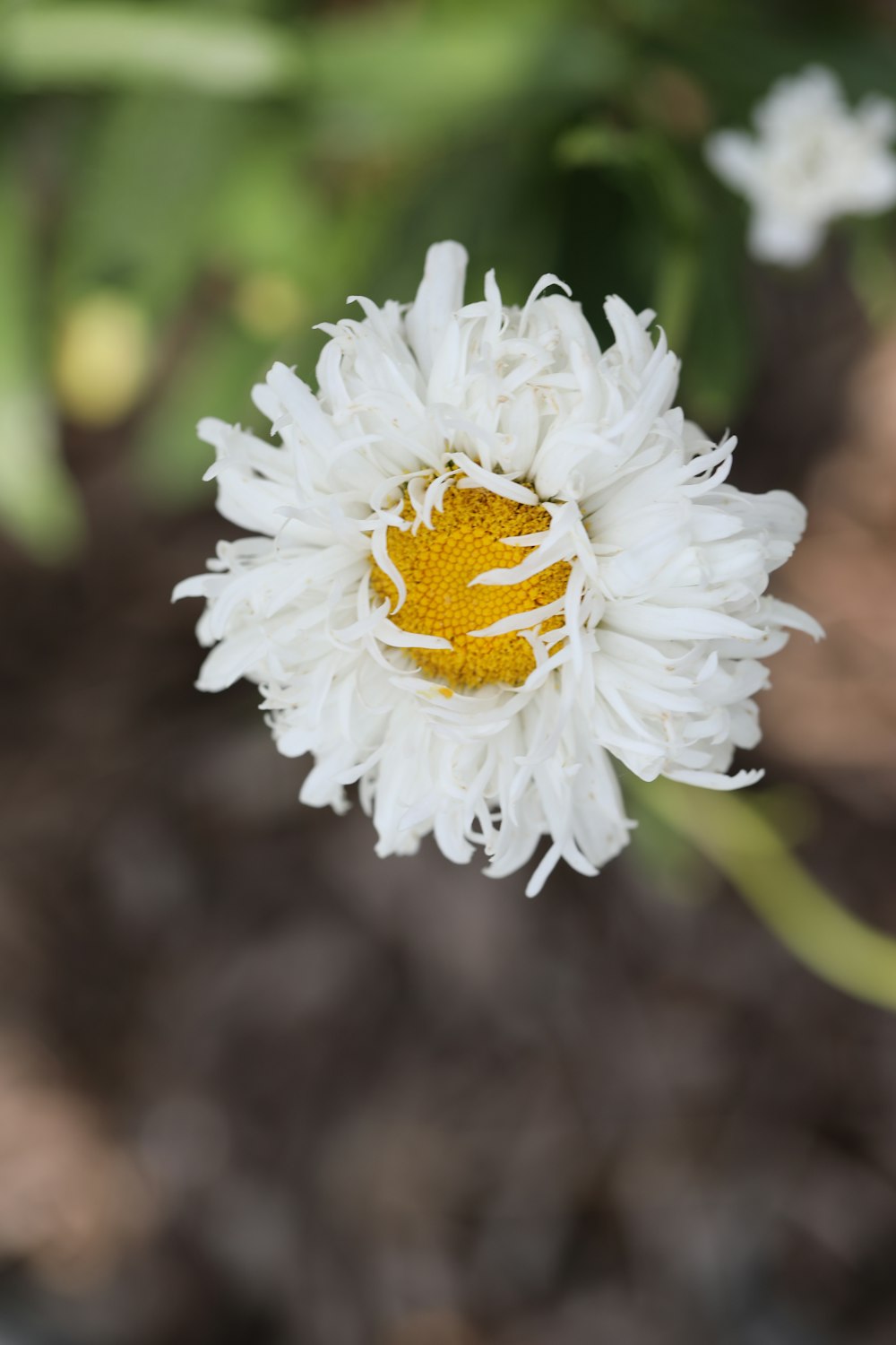 a close up of a flower