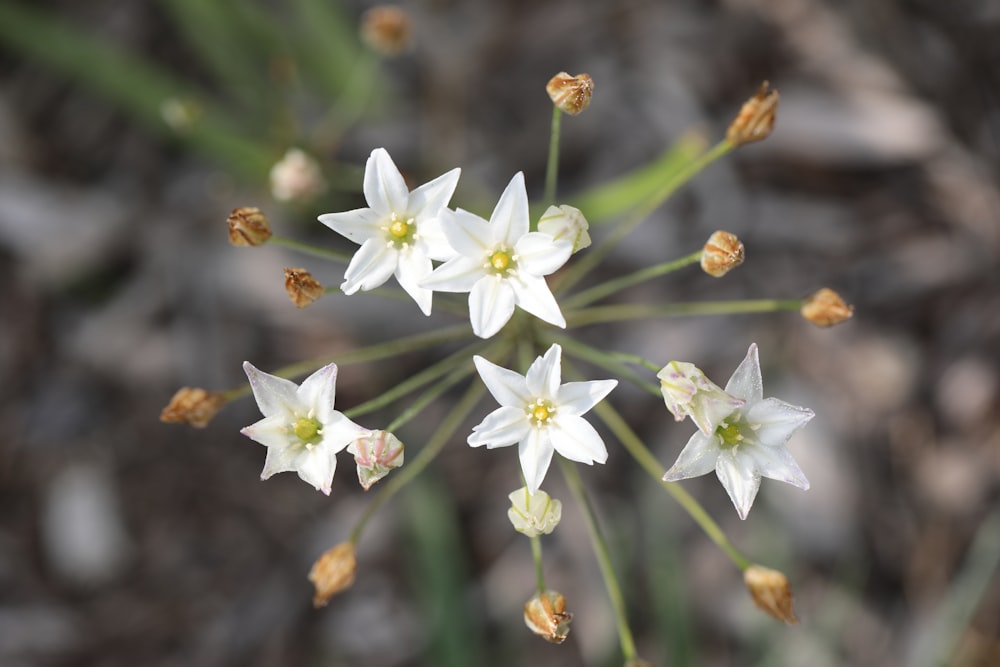 a close up of white flowers