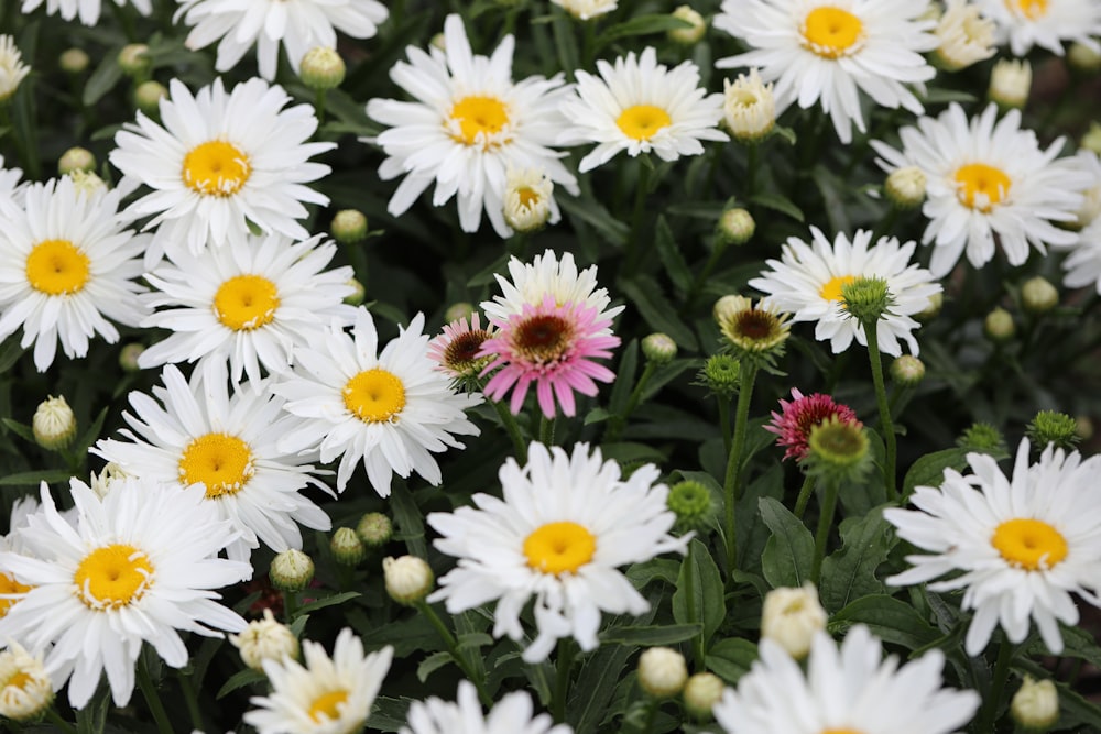 a group of white and pink flowers