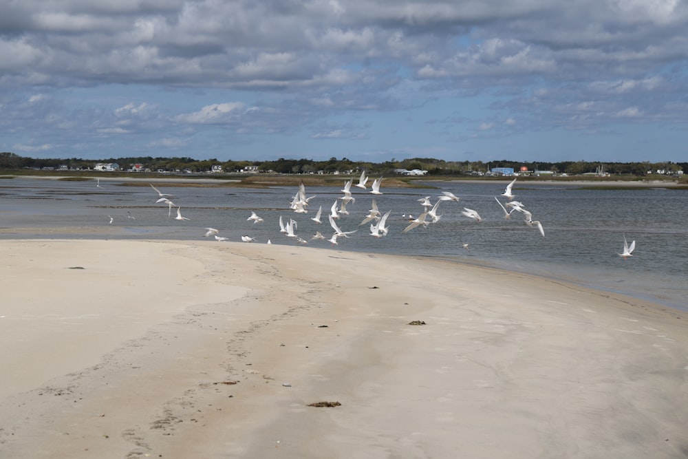 a flock of seagulls on a beach