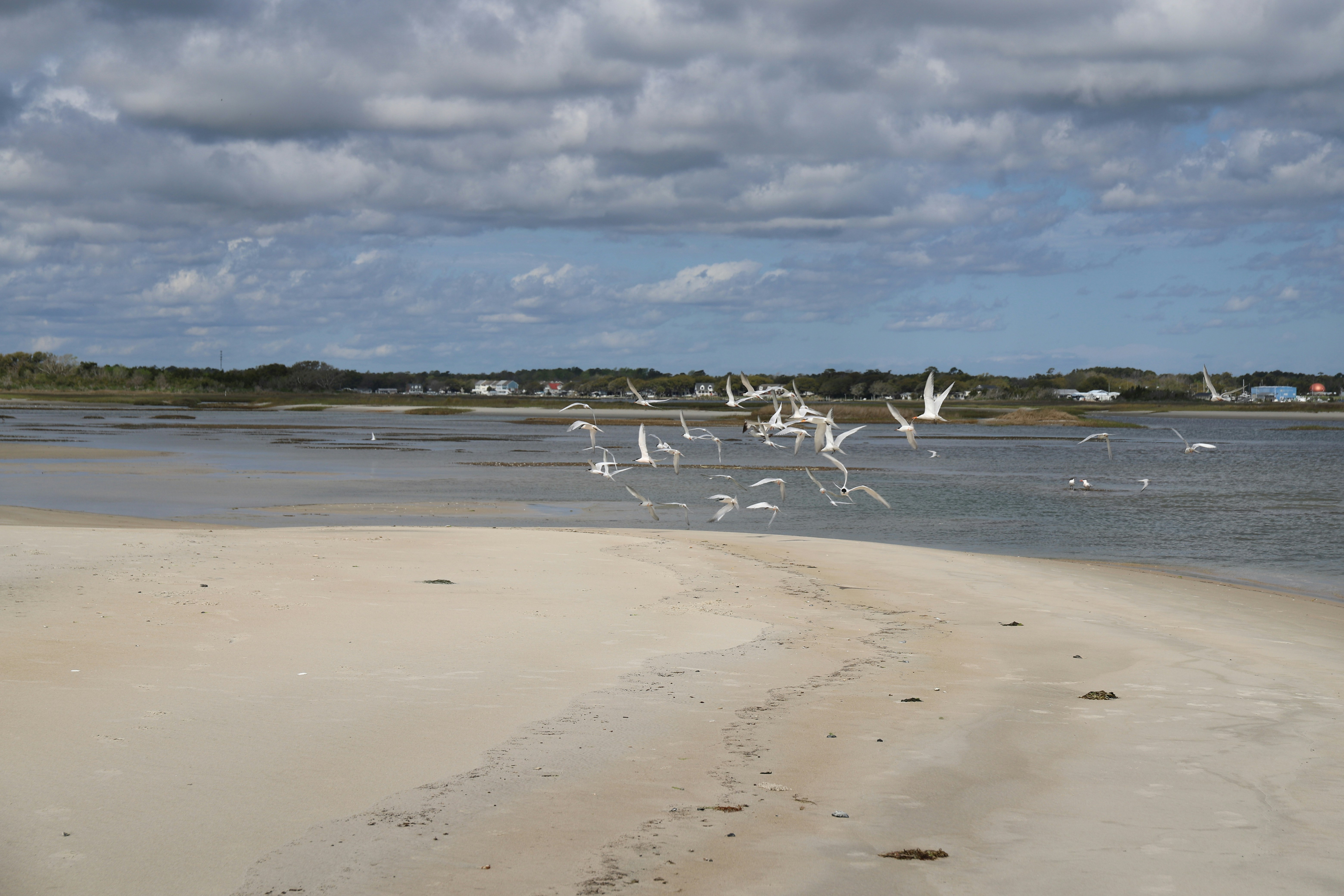 Un grupo de pájaros en una playa