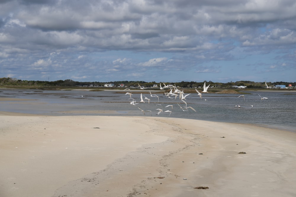 Un grupo de pájaros en una playa