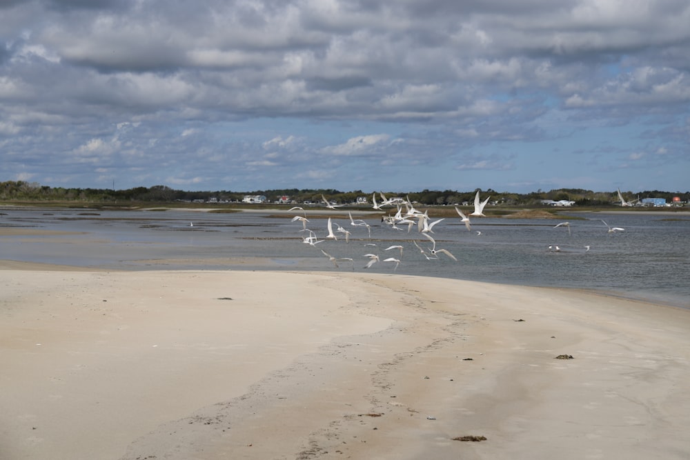 a group of birds on a beach