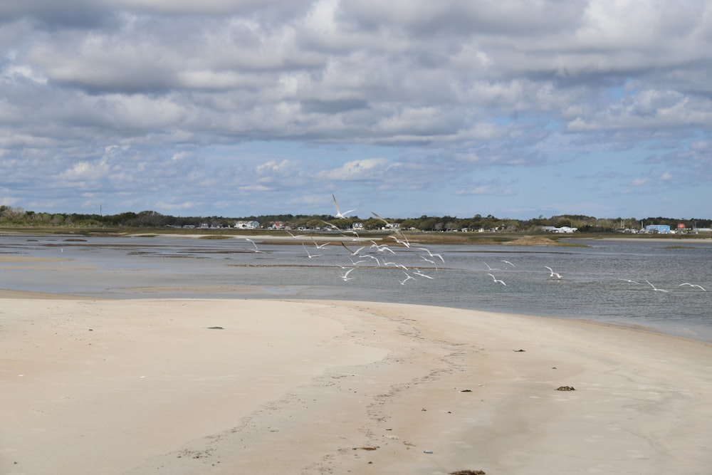 a beach with a body of water