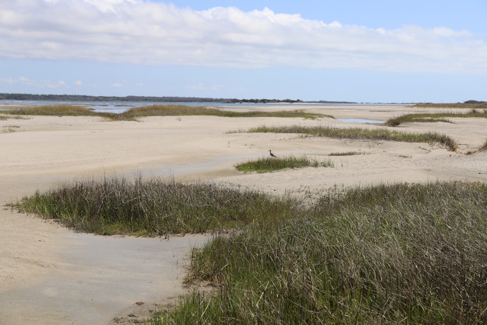 a sandy beach with grass and water