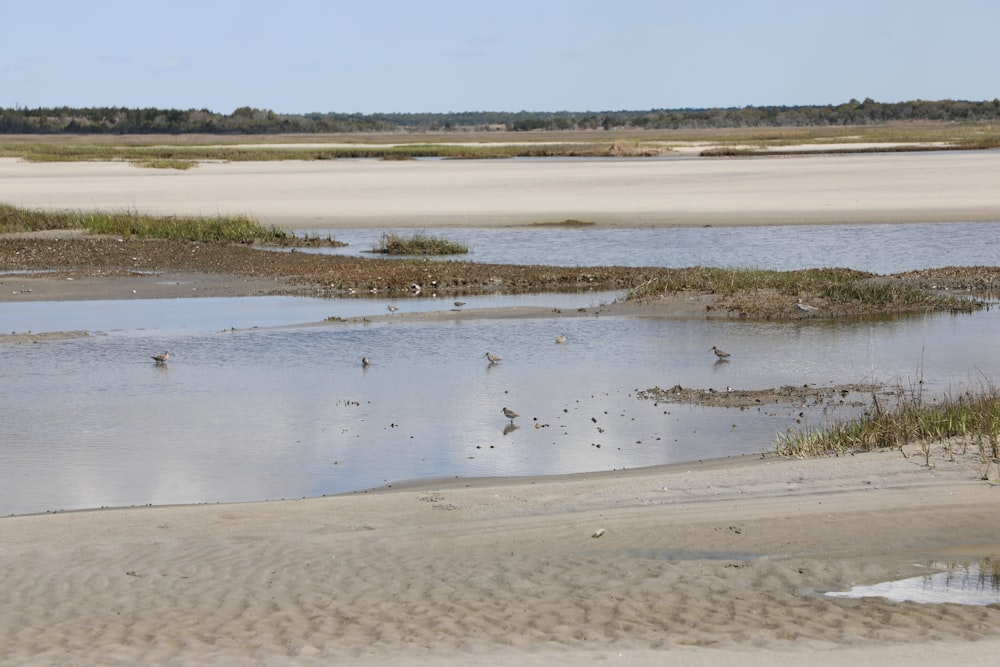 a group of birds on a beach