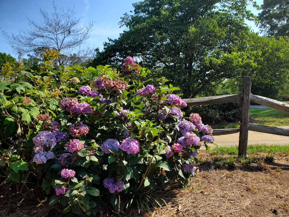 a bush with purple flowers