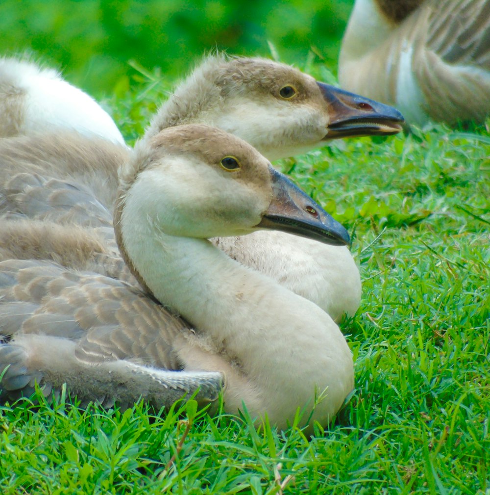 a duck lying on grass