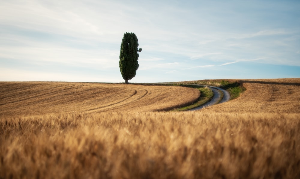 a tree in a field