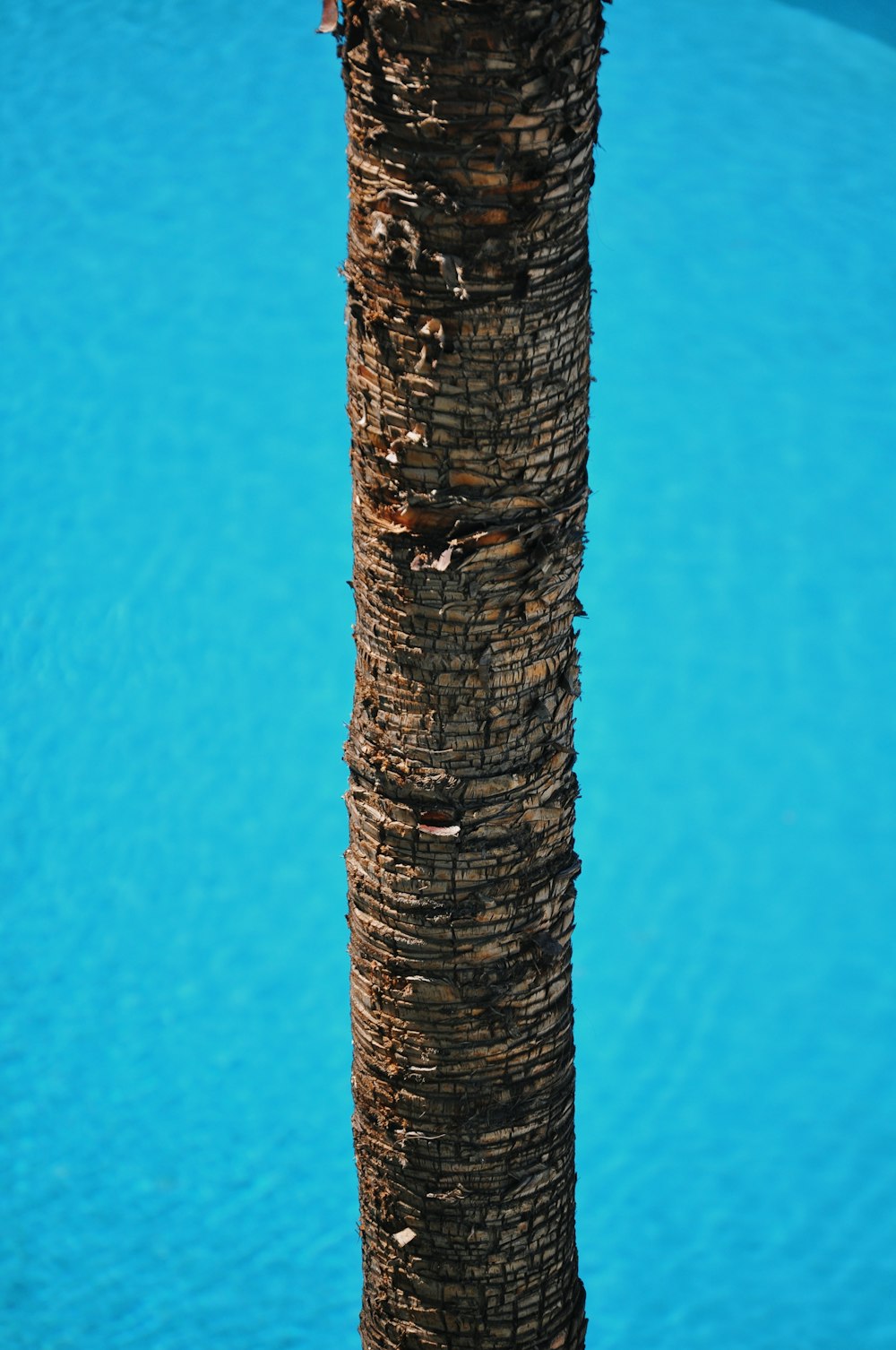 a close-up of a tree trunk