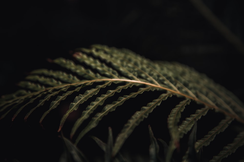 a close-up of a snake