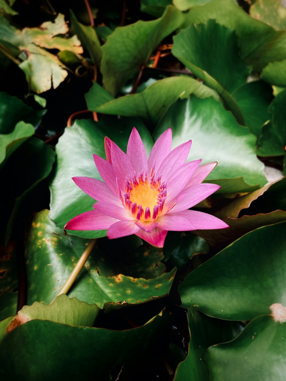 a pink flower surrounded by green leaves