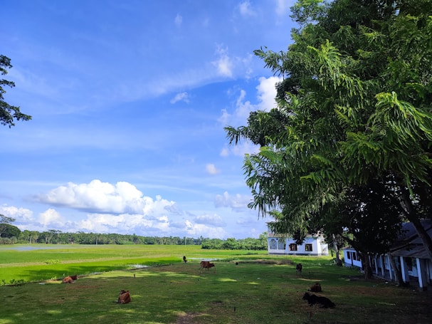 A serene rural landscape with a vast stretch of green grass and a clear blue sky. Several cows are scattered across the field, some grazing, others resting. A cluster of large trees provides shade on the right, and in the distance, a white building is partially visible. Fluffy clouds dot the horizon, adding to the tranquil setting.