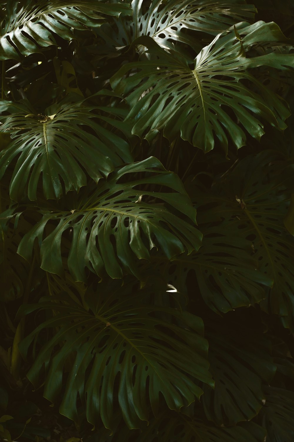 a close up of a plant