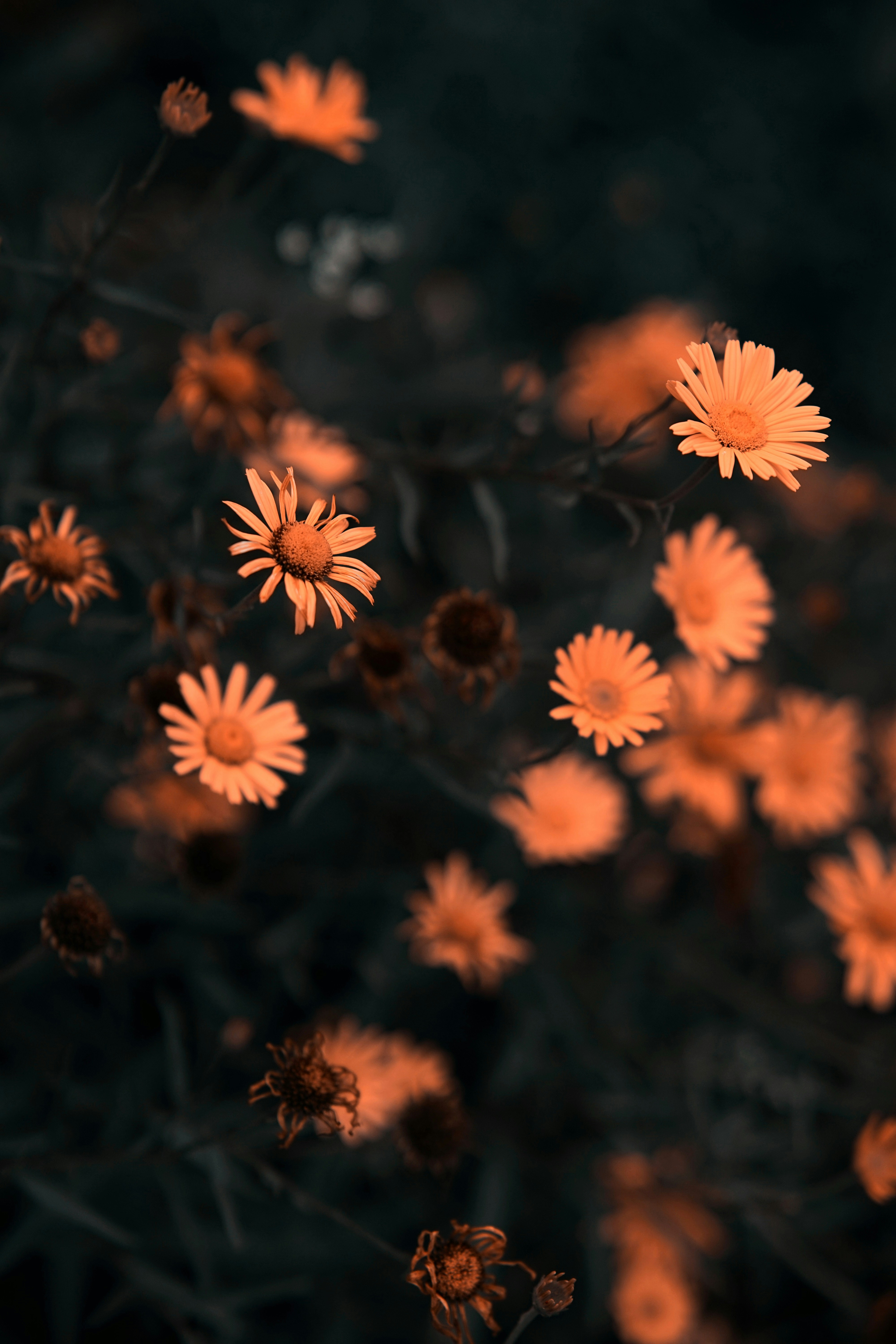 Photo by maksimdesign