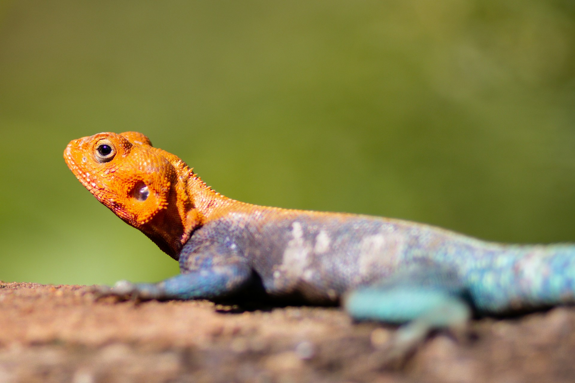 Colorful animated illustration of happy reptiles enjoying their premium live food in a playful, friendly style.