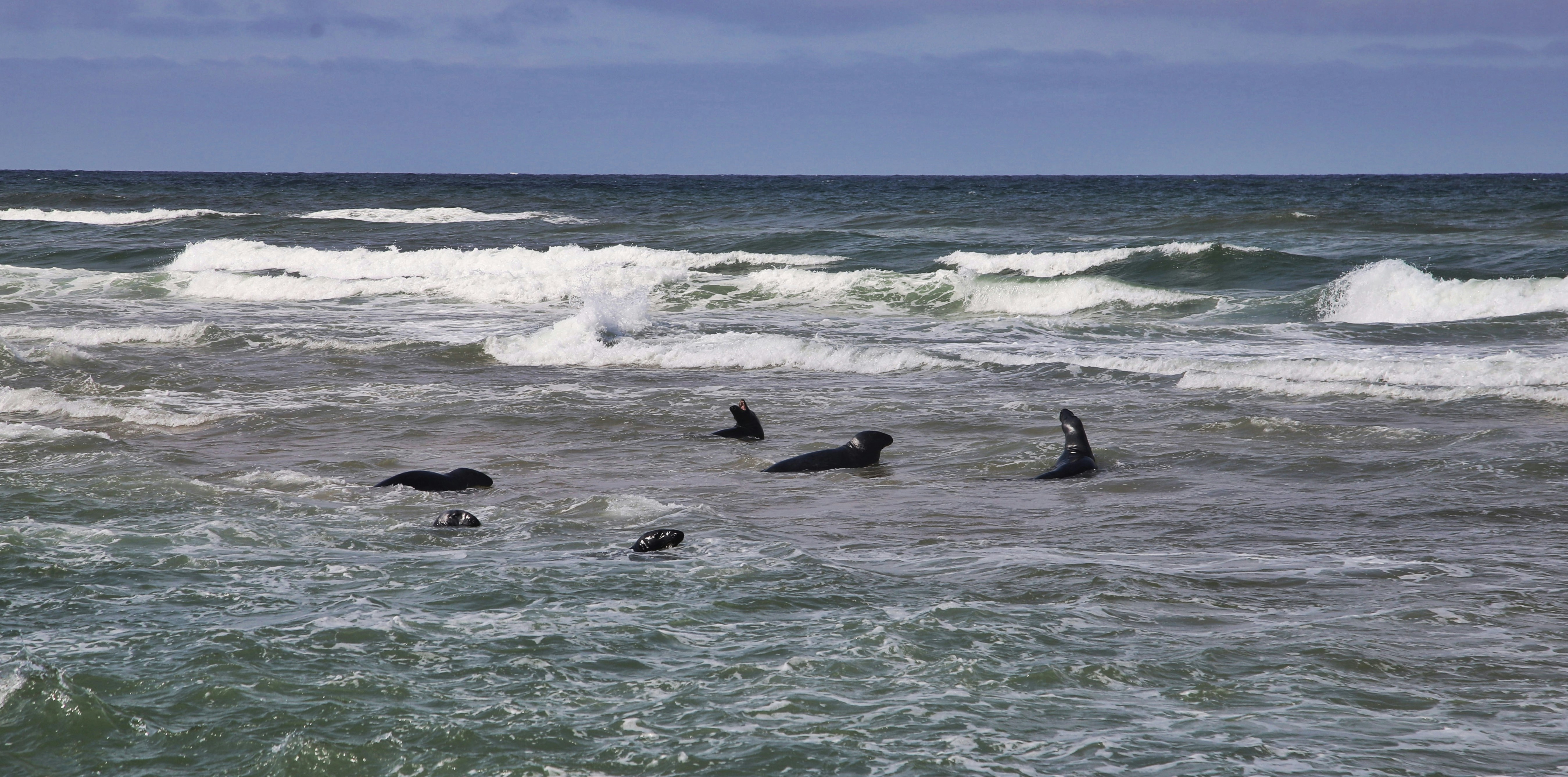 a group of animals swimming in the ocean