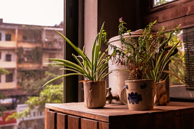 A cozy indoor setting featuring lush green plants in stylish pots by a sunlit window.