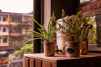 A warm portrait of a friendly occupational therapist in a cozy, earth-toned office filled with plants.