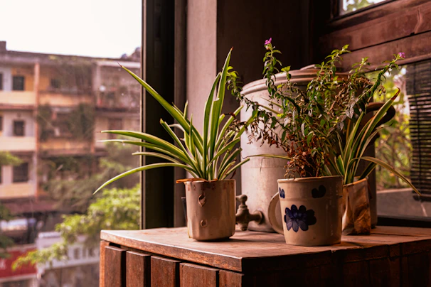 A warm portrait of a friendly occupational therapist in a cozy, earth-toned office filled with plants.