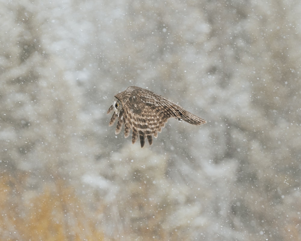 Una piccola tartaruga nella neve