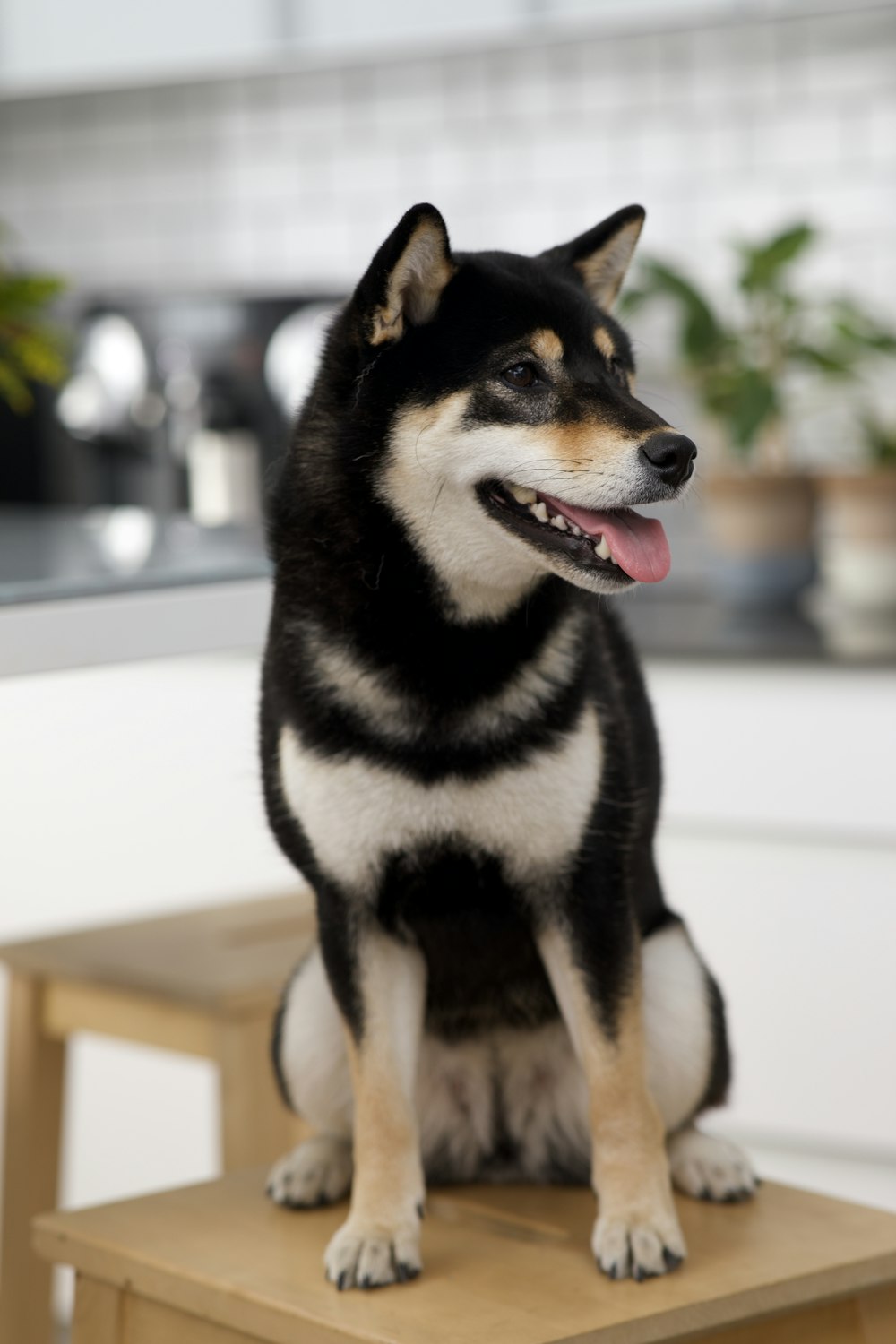 a dog sitting on a table