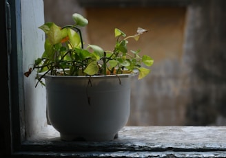 a potted plant on a window sill
